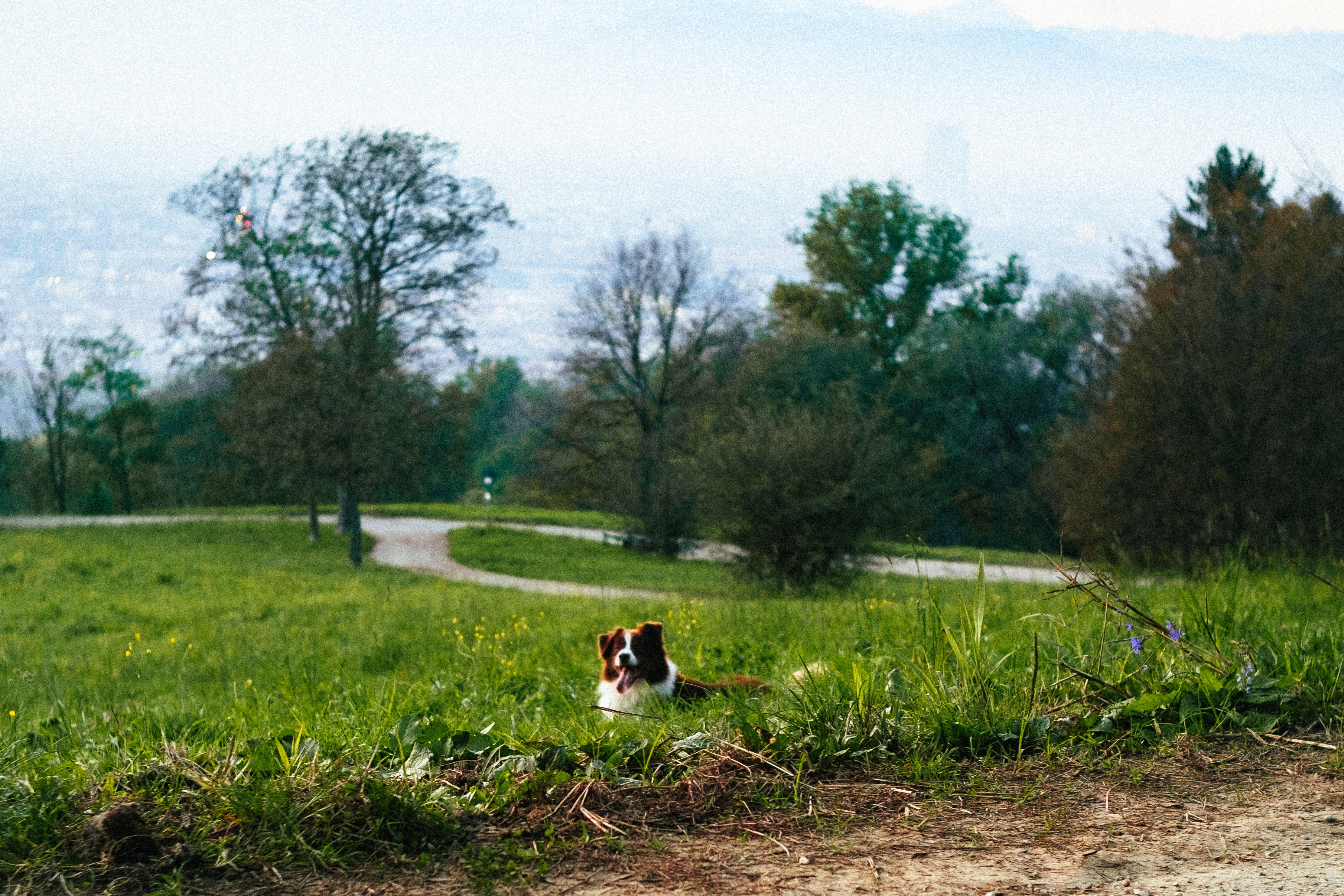 Small dog resting in a green hillside park